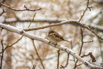 sparrow sitting on a tree branch with snow, winter