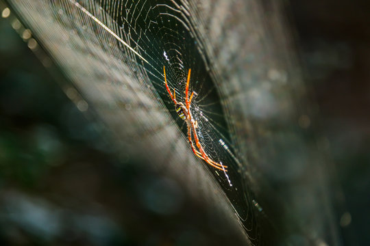 Spiders(Argiope versicolor)-Spiders on webs.
