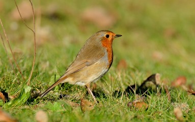 Rouge Gorge du jardin