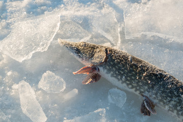 Frozen pike with pieces of ice at a frozen lake