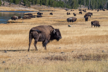 Bison vor Herde