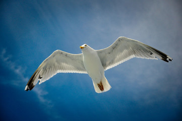 Goeland argenté