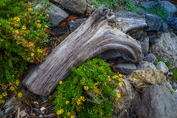 Drift wood on the beach