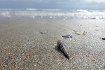 Muschel am Strand, Turritella