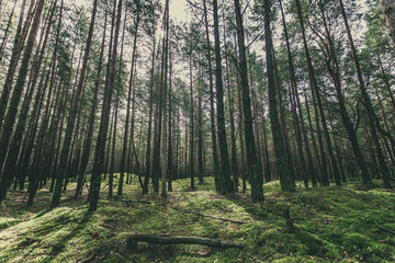 Pine tree forest in spring time, vintage film look