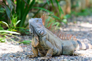 Wild green lizard or iguana