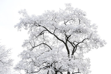 bare tree with white snow