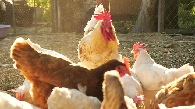 Feeding of domestic cock and hens at a farm