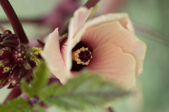 Hibiscus Sabdariffa