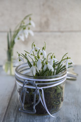 Schneegloeckchen in Weckglas  - Galanthus