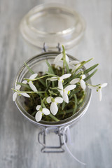 Schneegloeckchen in Weckglas  - Galanthus