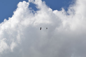 Birds