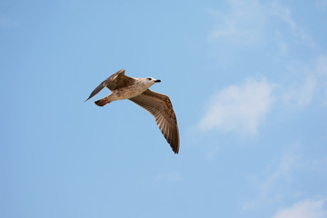 Swallow soaring in the sky