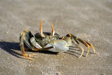Crab on the beach