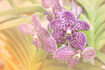 Close up of beautiful plant orchid flower