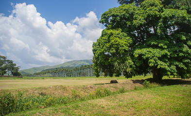 A big tree in an open field.