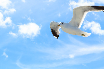 Die Möwe am Himmel.