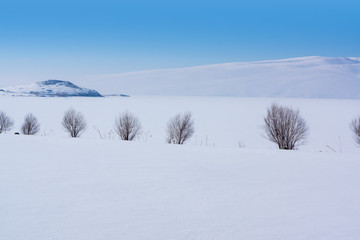 Group of poplar trees in soft,tranquil and snowy environment in