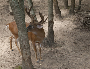 White Tailed Deer Buck (Odocoileus virginianus)