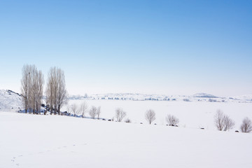 Group of poplar trees in soft,tranquil and snowy environment in
