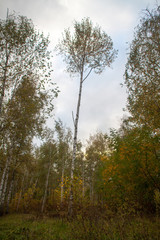 Birch Grove