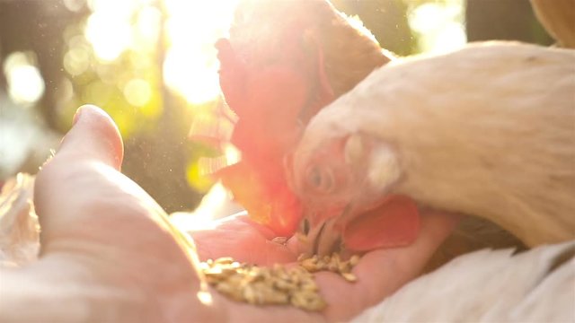 A men's hand feeds a chicken in the yard