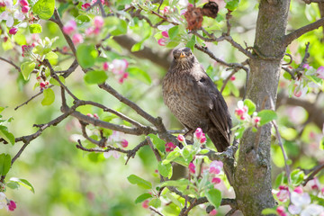 thrush bird, mockingbird 