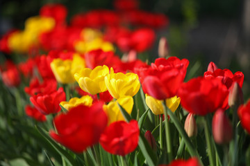 Fototapeta premium Detail of tulip