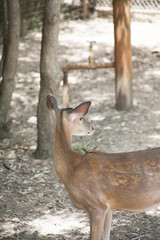 White Tailed Deer Doe (Odocoileus virginianus)
