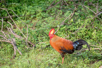Sri Lankan junglefowl