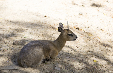 Dik-Dik