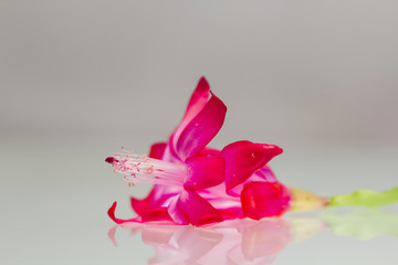 Pink Schlumbergera flower with details on light grey background