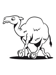 Camel funny witty