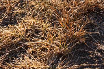 the brown grass covered with hoarfrost