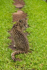  South American wild cat Leopardus (Oncifelis) geoffroyi 