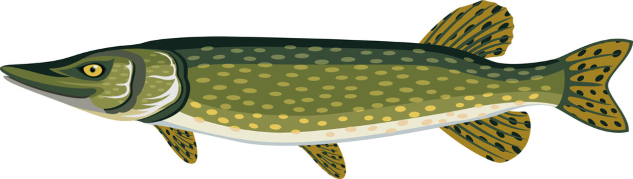 vector Pike fish