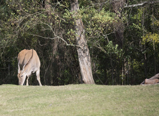 Eland
