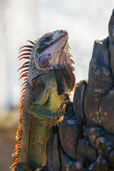 A iguana of various colors climbing a tree.
