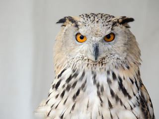 Portrait of an owul