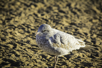 Young Seagull