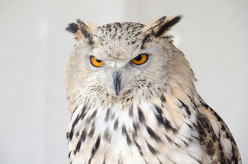 Portrait of an owul