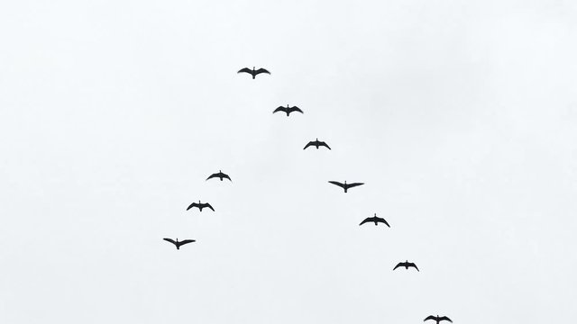 Flock of geese flying by overhead in flying V formation with bright sky contrast.