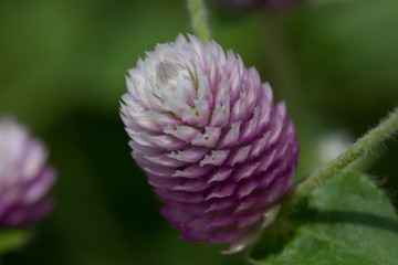 Globe Amaranth Gomphrena