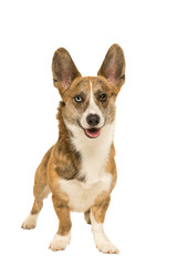 Male Cardigan Corgi isolated in white