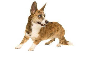 Male Cardigan Corgi isolated in white