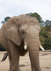 Fototapeta na wymiar African Savanna Elephant