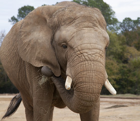 Obraz na płótnie Canvas African Savanah Elephant