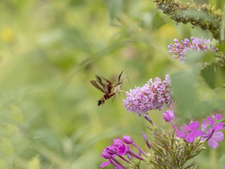  hummingbird hawk-moth,Macroglossum stellatarum