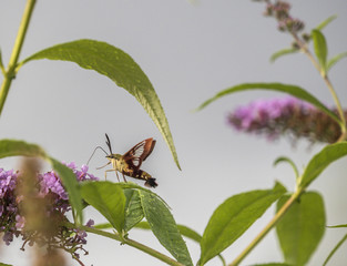  hummingbird hawk-moth,Macroglossum stellatarum