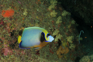 Fototapeta na wymiar Emperor Angelfish tropical fish